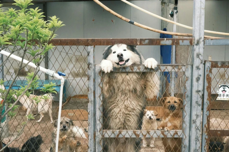 Ein süßer Hund im Käfig