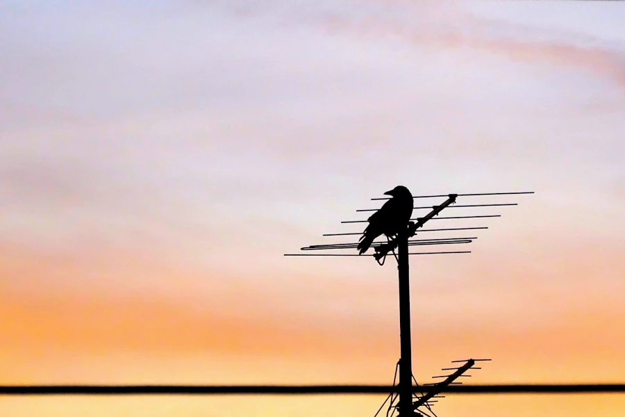 Corbeau sur une antenne au coucher du soleil