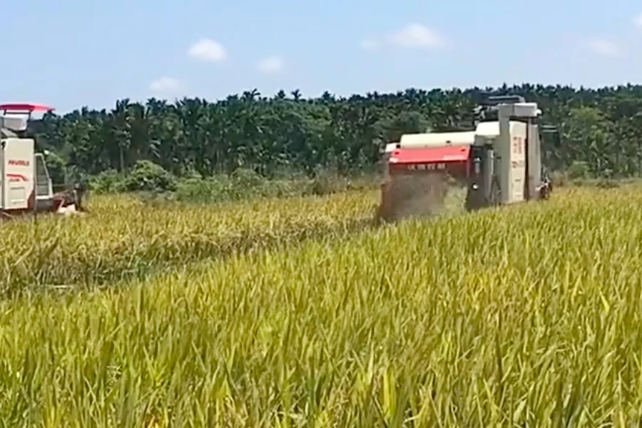 Cosecha de arroz de tamaño mediano en Asia.