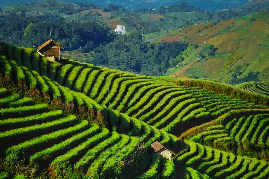 padi sering ditanam di sawah berundak di lereng bukit