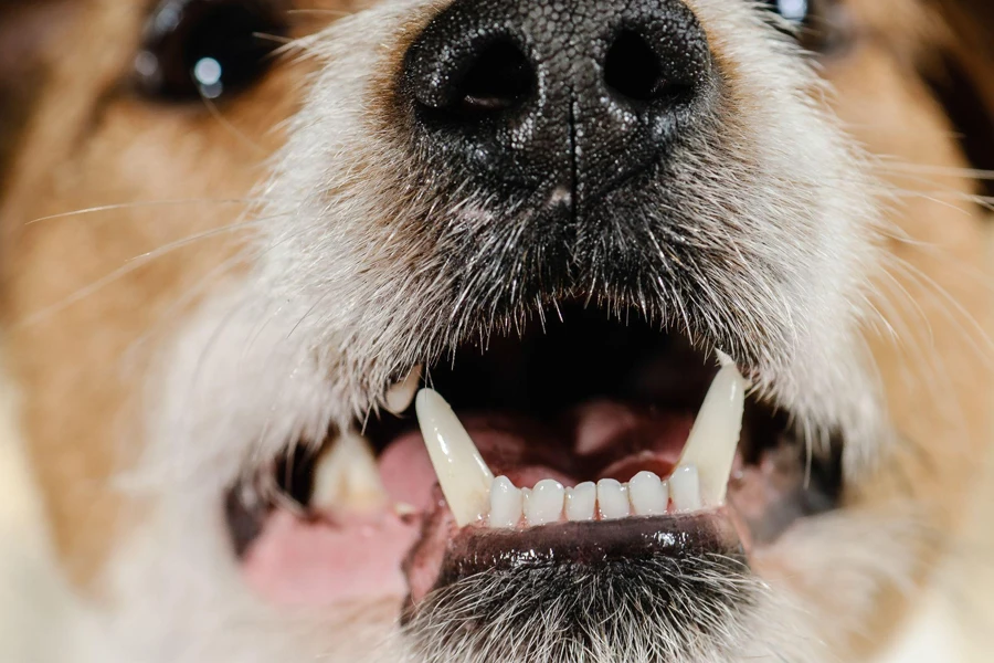 dientes de perro blancos y sanos