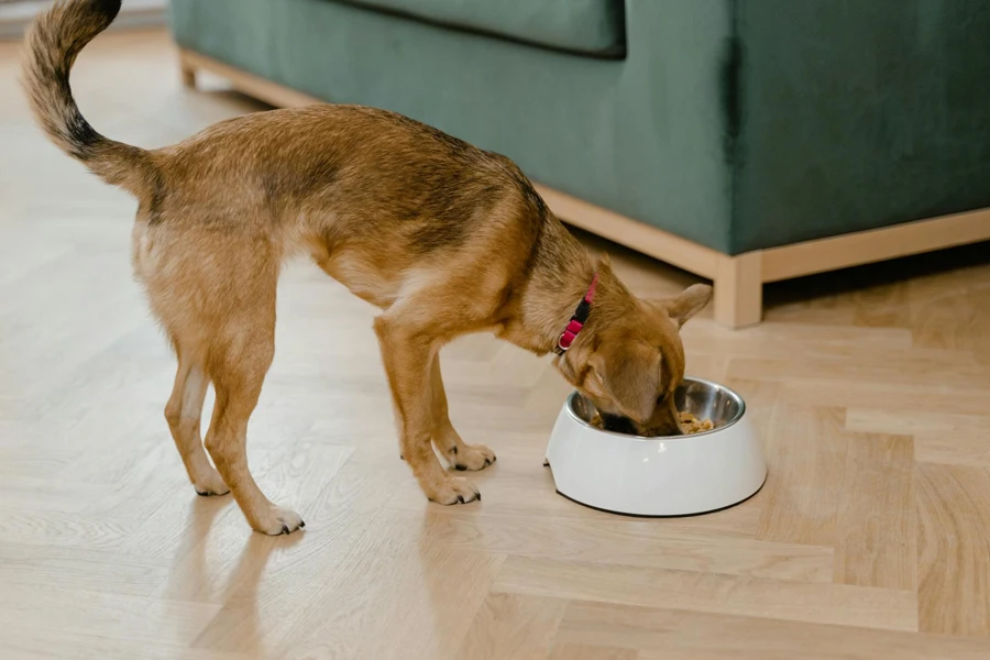 Bir Kasenin Üzerinde Yemek Yiyen Köpek