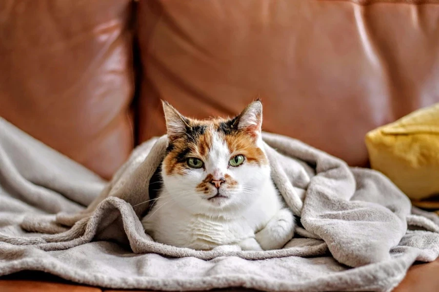 Un gato que se siente acogedor