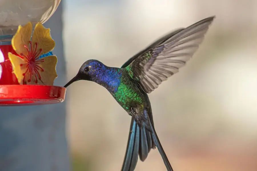 A vibrant hummingbird captures attention as it feeds at a colorful feeder, showcasing its iridescent feathers