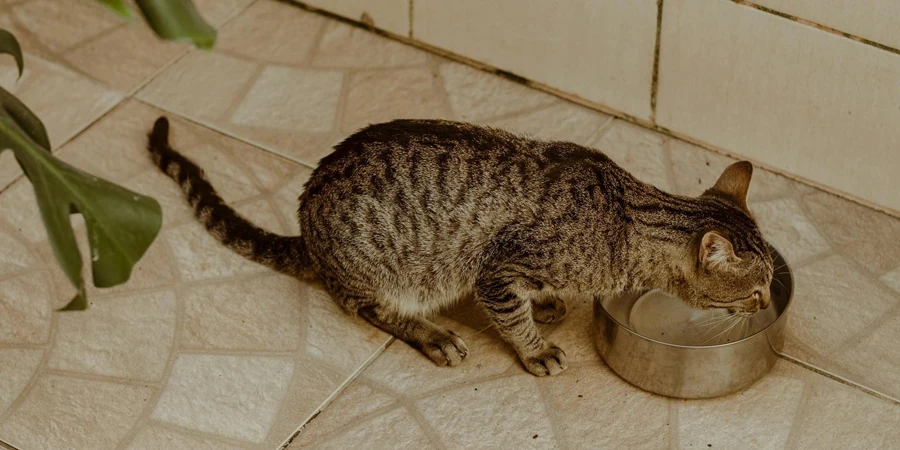 Gato malhado marrom bebendo água em uma tigela de aço inoxidável