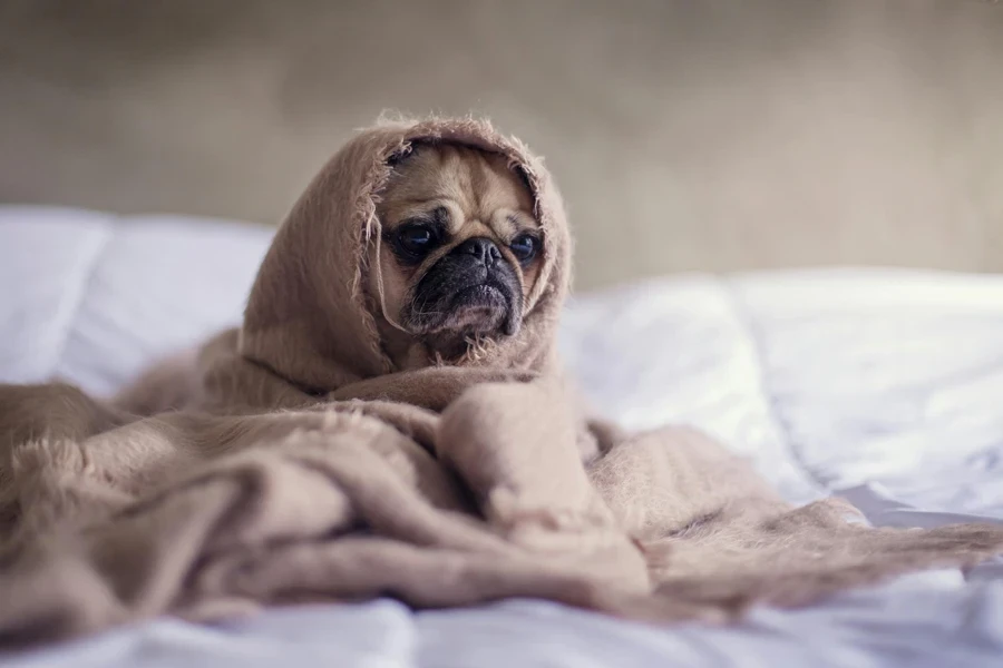 Fotografi Close Up Fawn Pug yang Ditutupi Kain Coklat