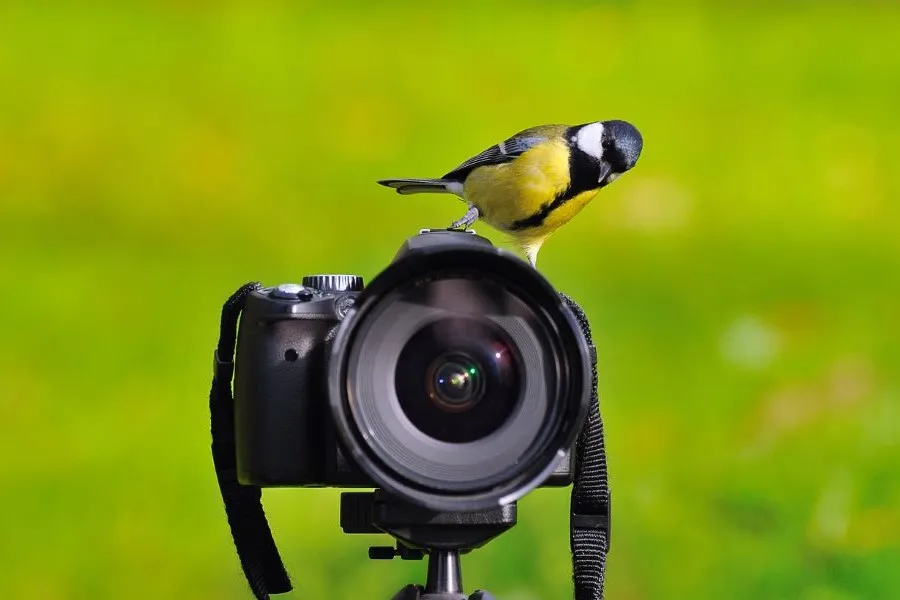 The photographer of nature