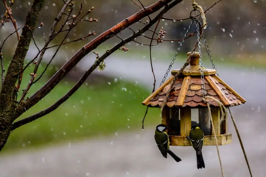 Two birds perched on a hanging wooden birdhouse amidst a rainy spring backdrop