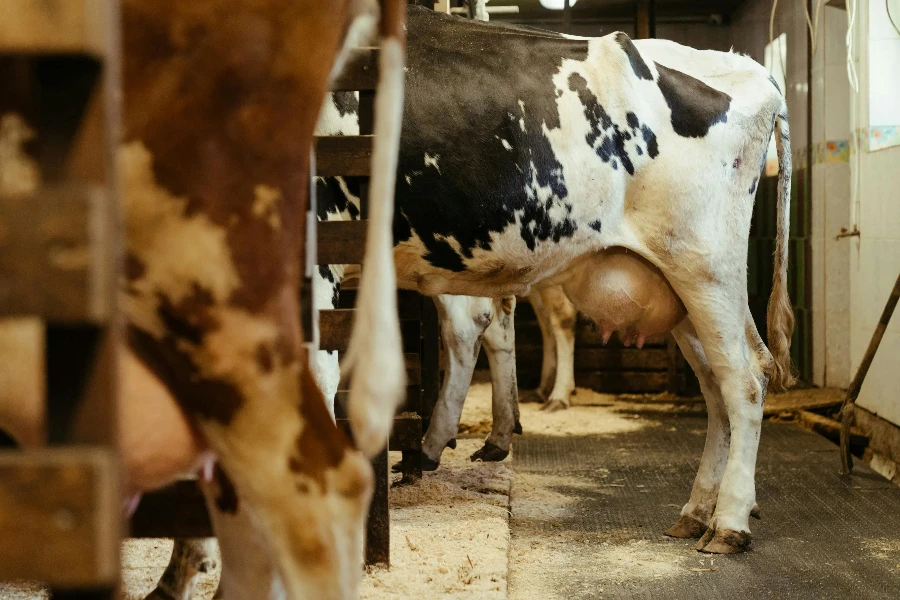 White and Brown Cow on Brown Soil