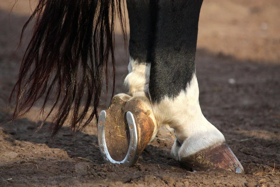 cascos de caballo negros