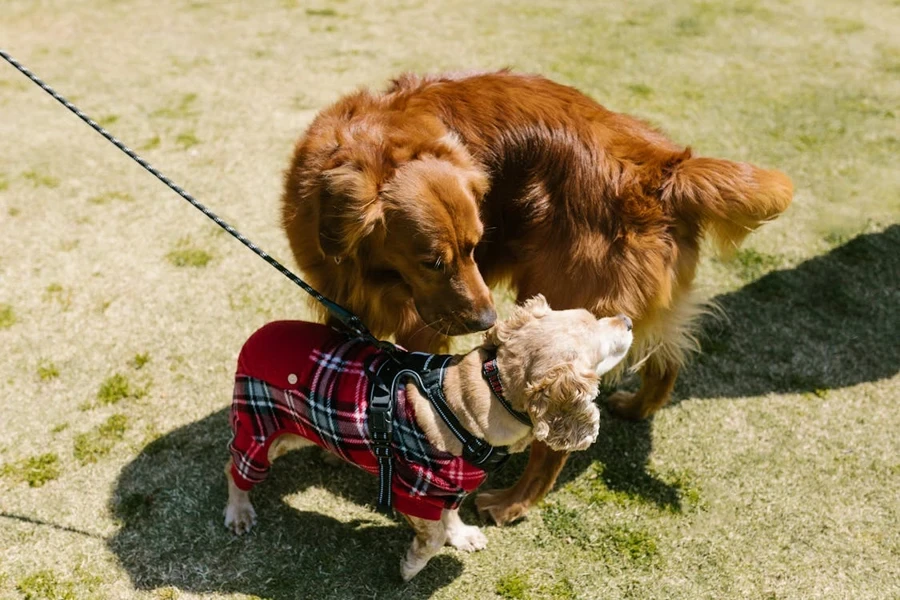 犬用ハーネス