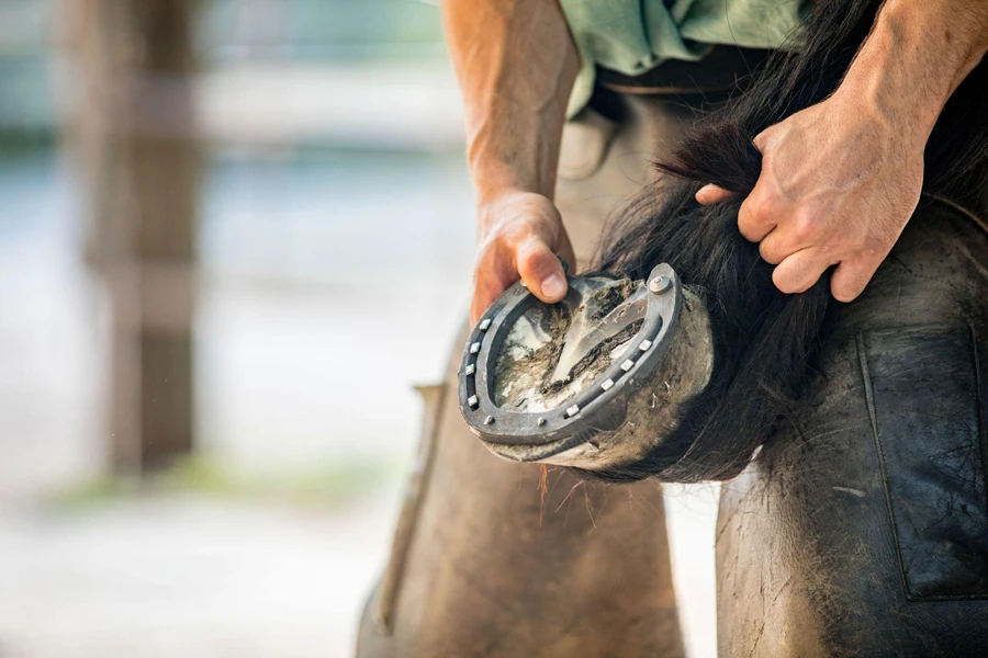 sosteniendo la pata del caballo