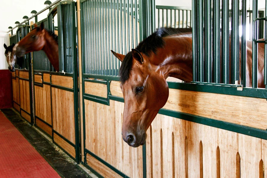 horses in the barn