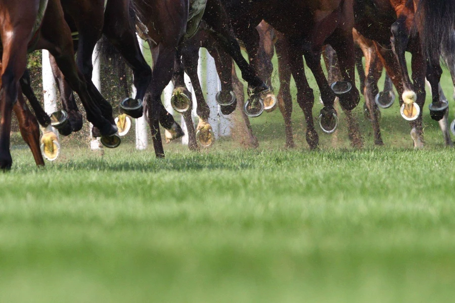 caballos corriendo