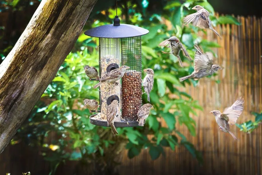 sparrows on garden feeder waiting to have a turn