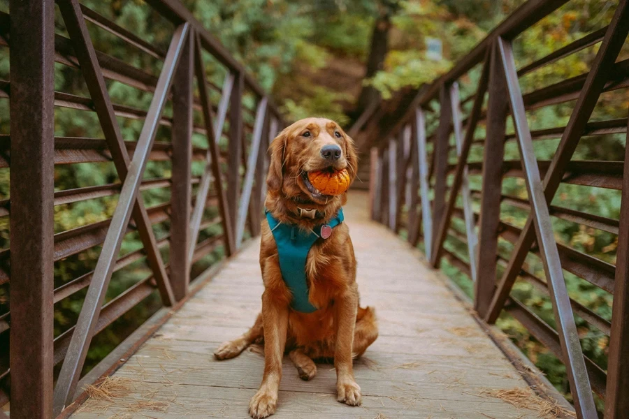 Seekor Anjing Duduk di Jembatan Kayu dengan Pagar Logam