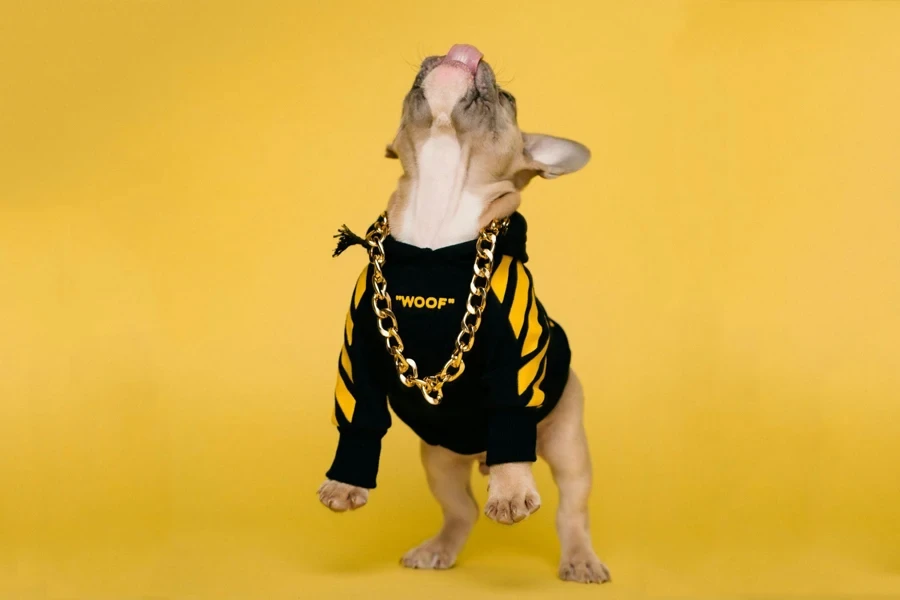 Um cachorro vestindo um suéter preto e amarelo e uma corrente de ouro