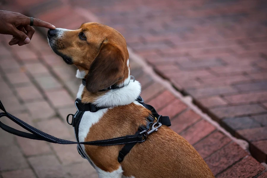 A Dog on a Leash Sitting on the Sidewalk 