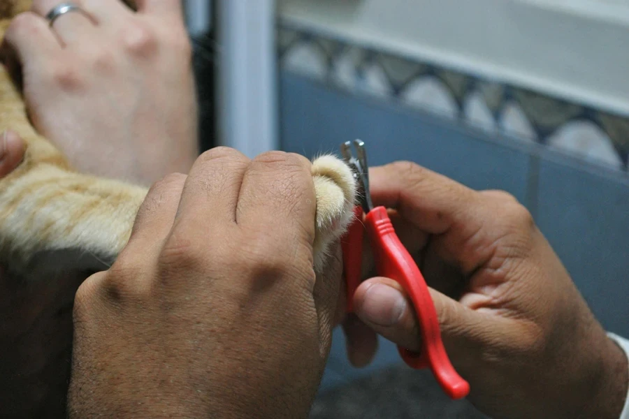 Una persona acicalando a un gato doméstico