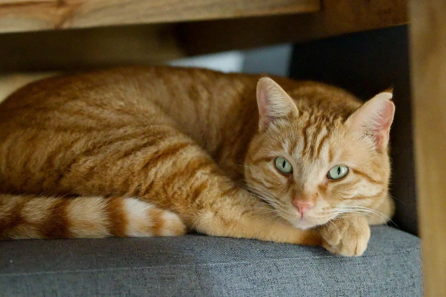 Un gato acostado encima de un sofá debajo de una mesa.