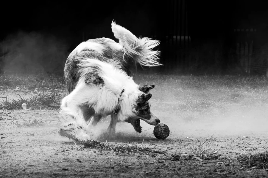 Um cachorro brincando com uma bola na terra