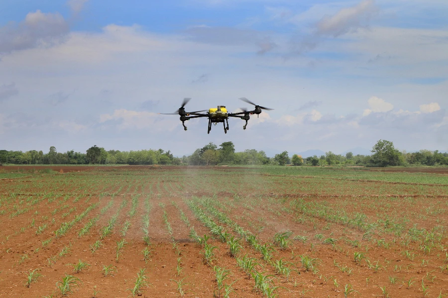 Agricultural drones are spraying chemicals on corn plants.real location pictures