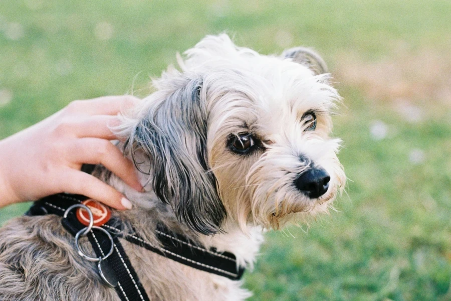 Close-up of Woman Petting a Small Dog 