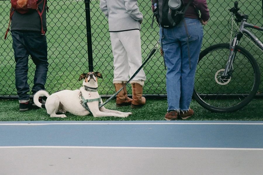 Anjing Duduk di Lapangan Rumput