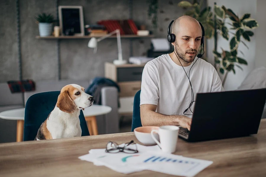 One man, young man sitting on sofa at home, working on laptop, wearing headset, his pet dog is sitting next to him on sofa.