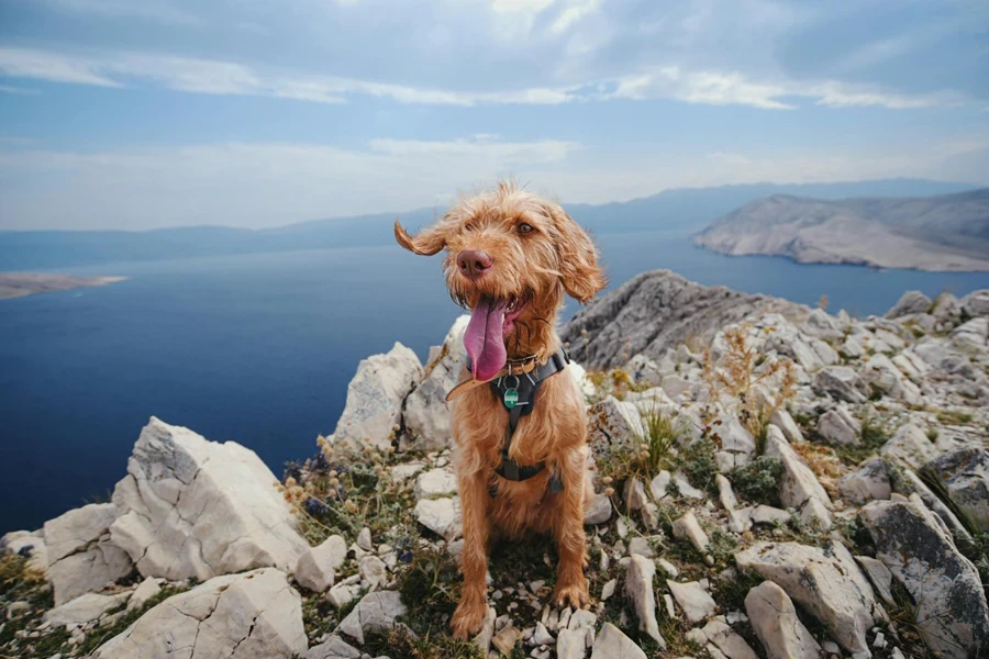 Anjing Shaggy Terengah-engah dengan Harness di Puncak Gunung Rocky Di Atas Danau