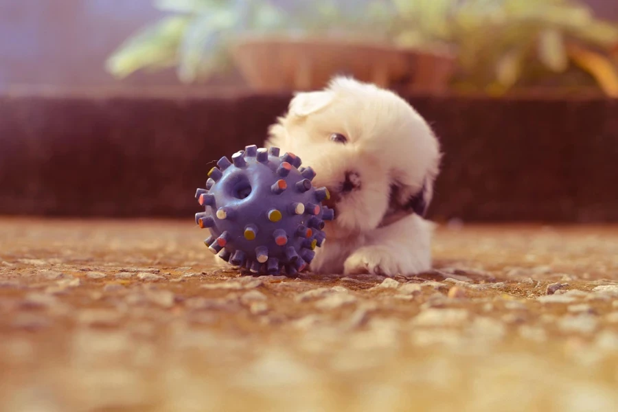 Puppy Playing With Spiky Ball Toy Selective Focus Photography