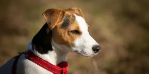 Cachorro de pêlo curto marrom, branco e preto usando arnês vermelho