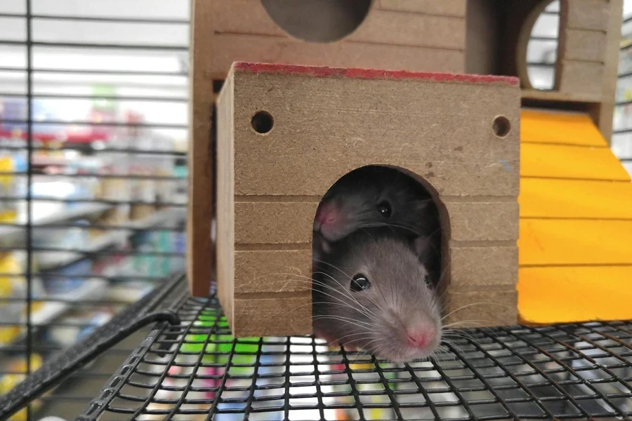 Two Gray Mice Inside Brown House