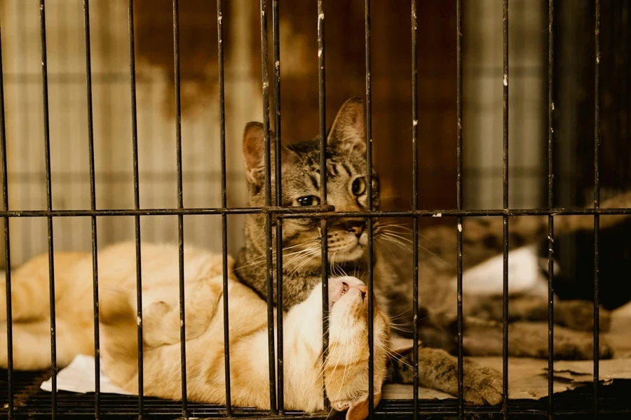 Two cats are in a cage together 