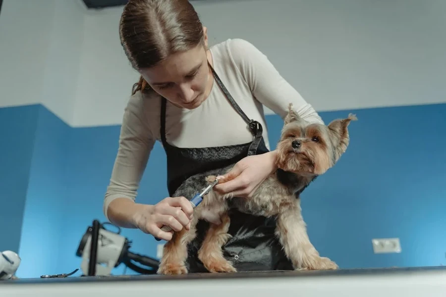 köpek bakımı