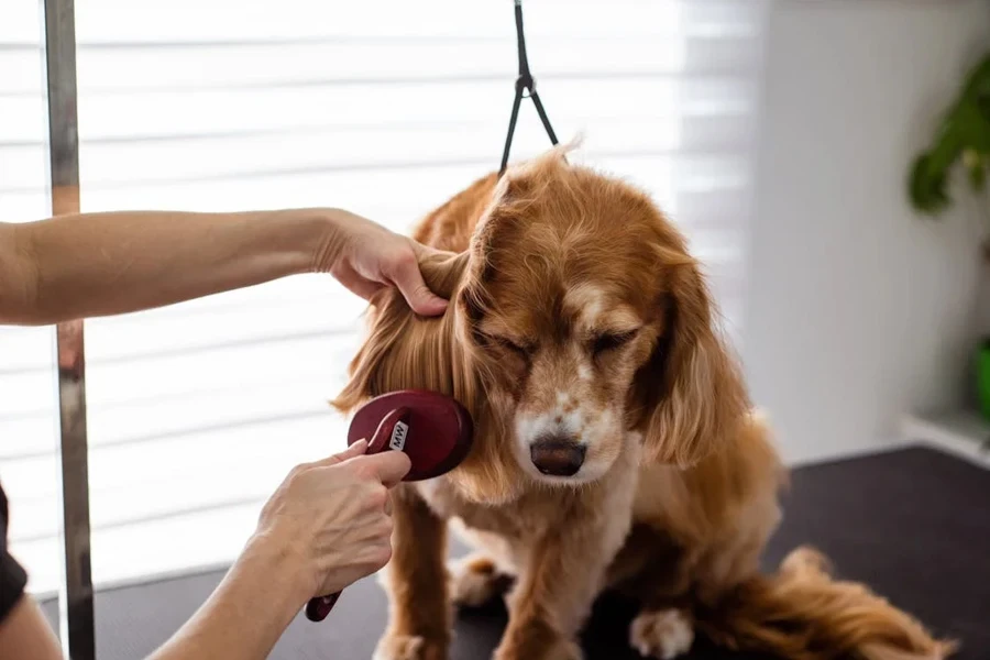 köpek bakımı