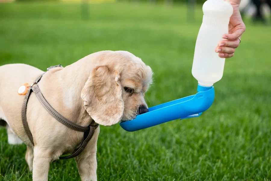 Chien buvant de l'eau provenant d'une bouteille d'eau dans un parc