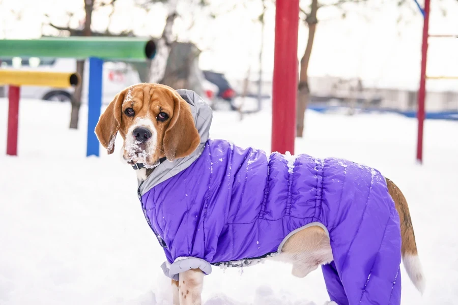 おしゃれなジャンプスーツを着て雪の中で遊ぶ犬