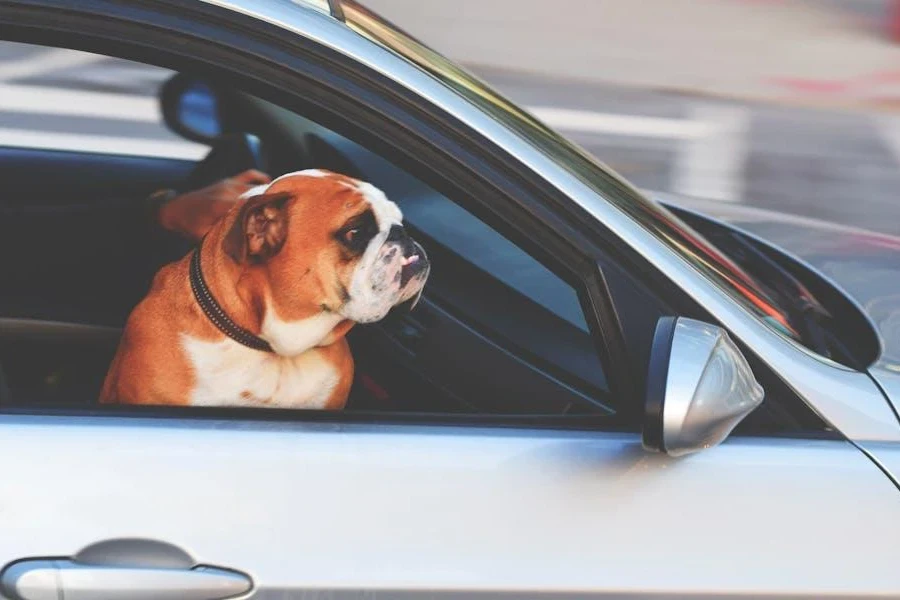 Bouledogue anglais à l'intérieur d'un véhicule