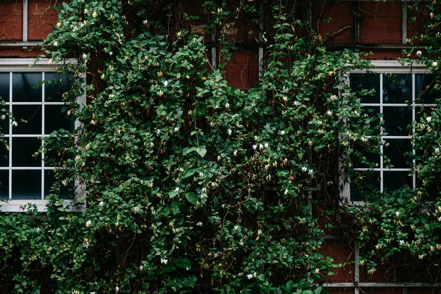 Façade envahie par la vigne