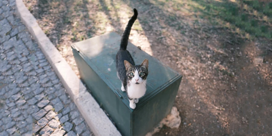 Eine Katze steht auf einer Kiste