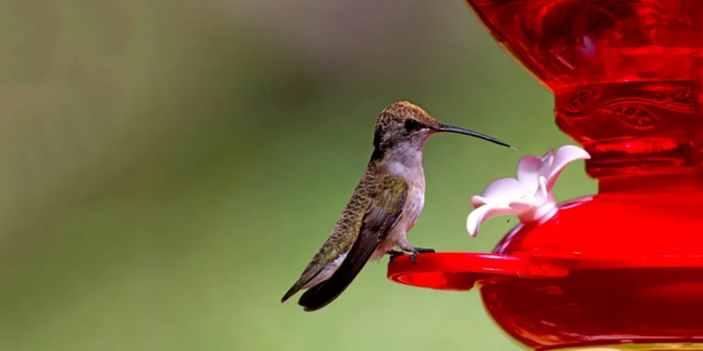 Un colibrí posado en un comedero rojo para colibríes.