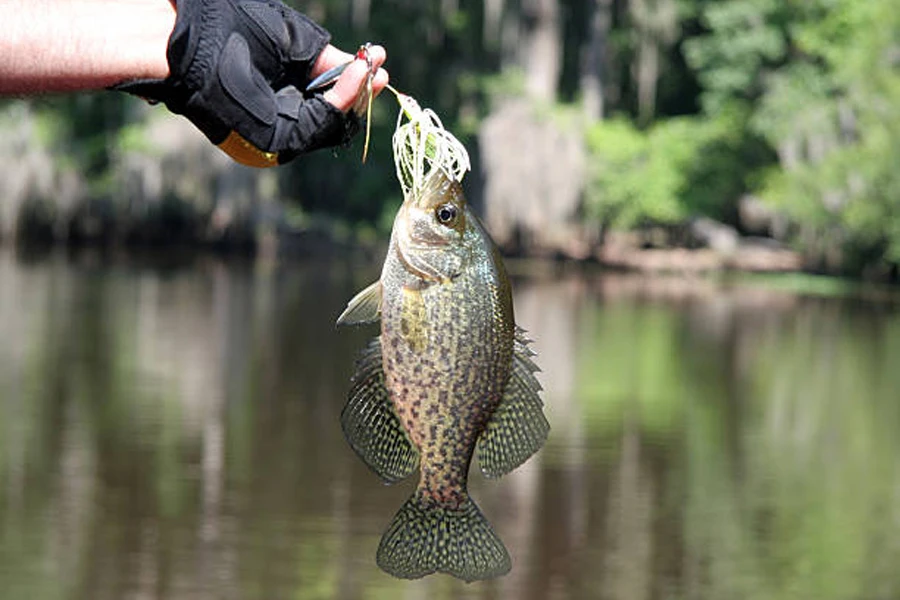 新鮮な獲物を手に持ちながら指なしの釣り用手袋をはめた釣り人