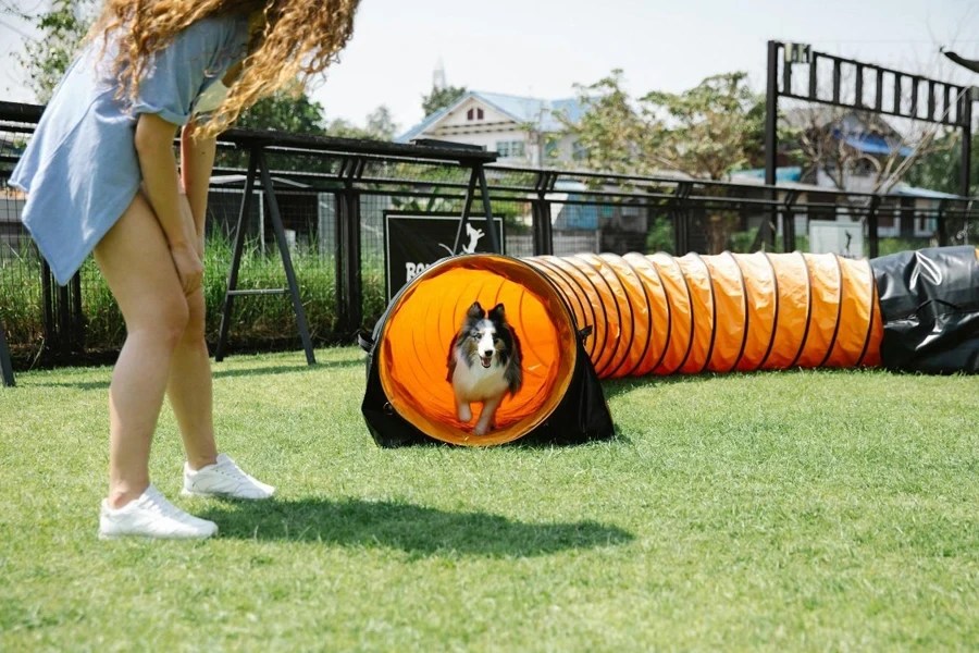 Crop woman looking down at a dog running through playing tunnel during training on green field