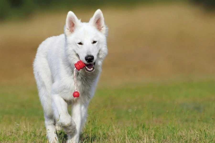 Cane che mastica il suo giocattolo