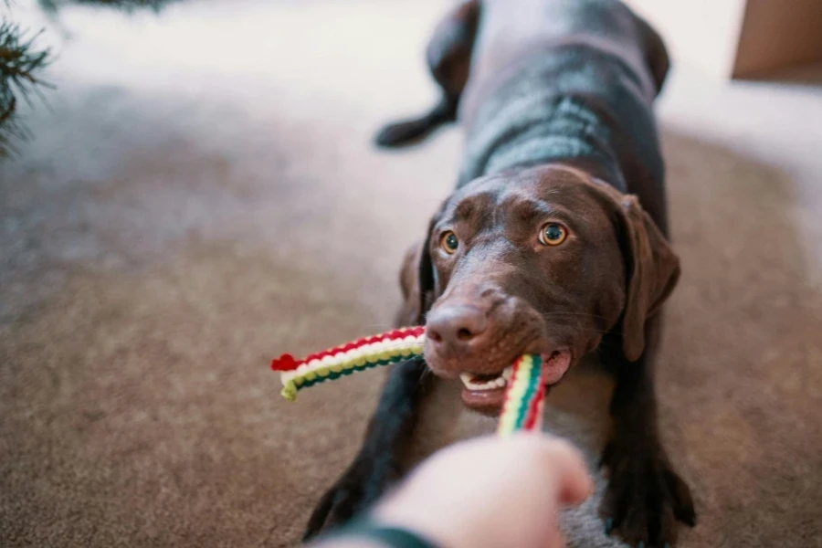 Il cane tira il suo giocattolo