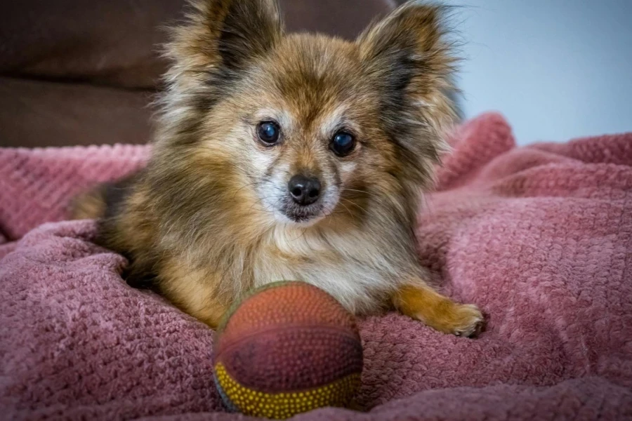 Il cane e il suo giocattolo