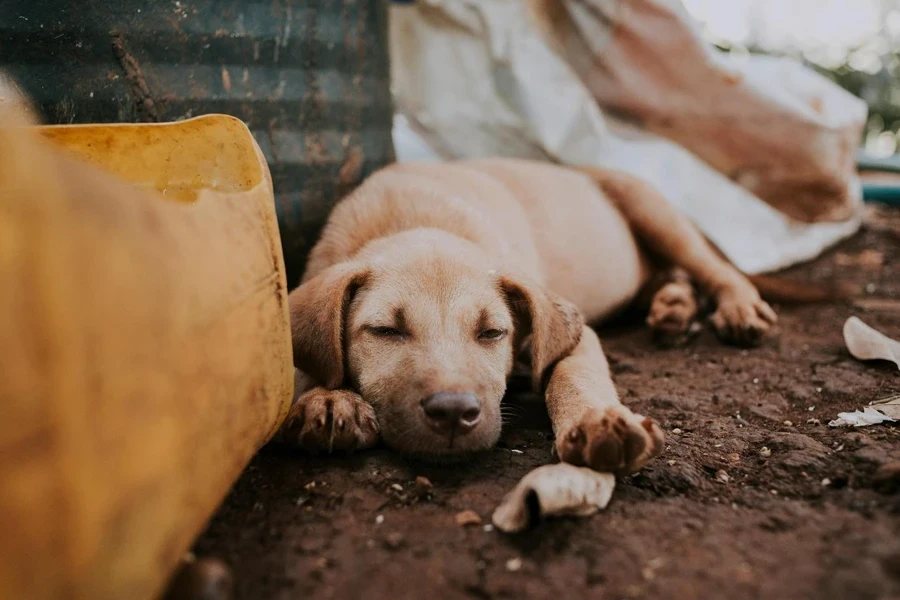 路上のゴミの近くで寝ている犬