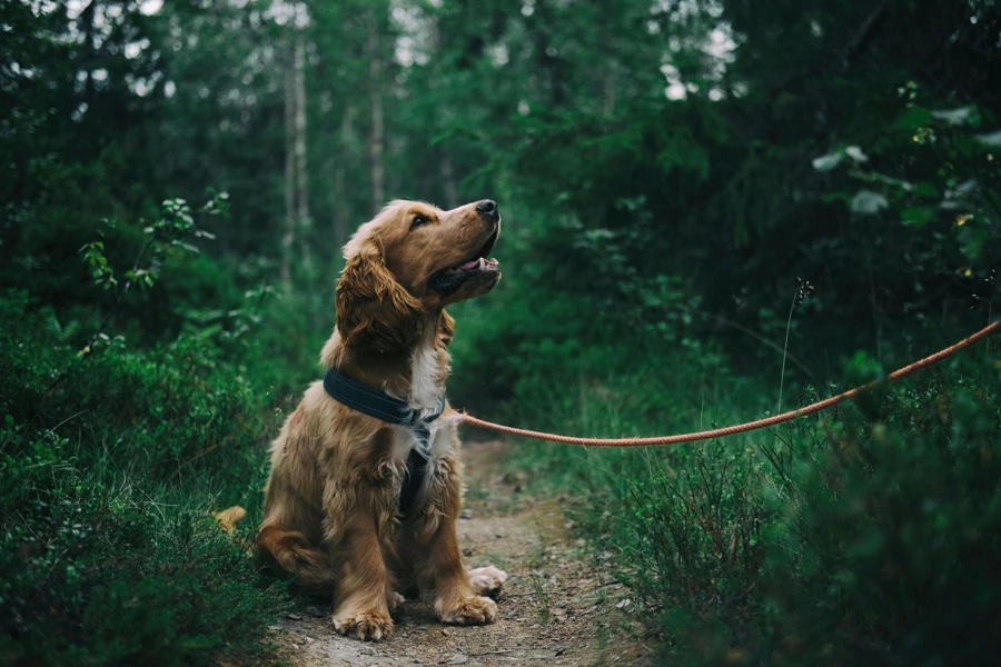 Cucciolo di Cocker Spaniel Inglese Seduto a Terra Accanto all'Erba