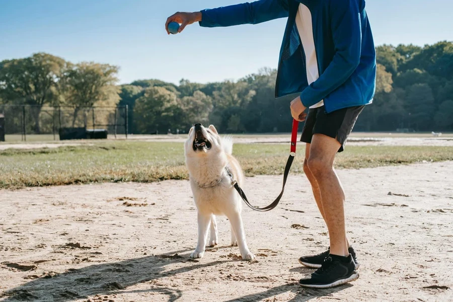 Pemilik tidak berwajah bermain bola dengan anjing baka tulen di taman